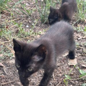 CHATON