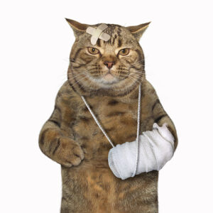 VETERINAIRE