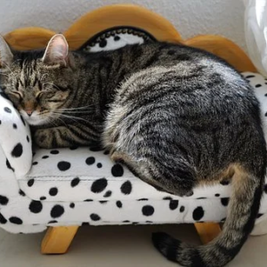CHAT