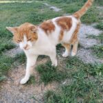 Resized_image000000009_5968